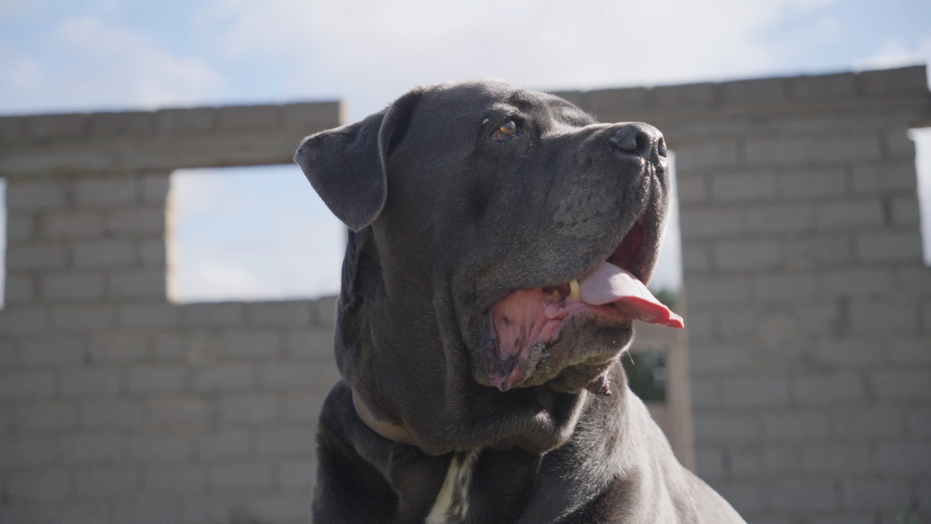 Φωτογραφία σκύλου 13