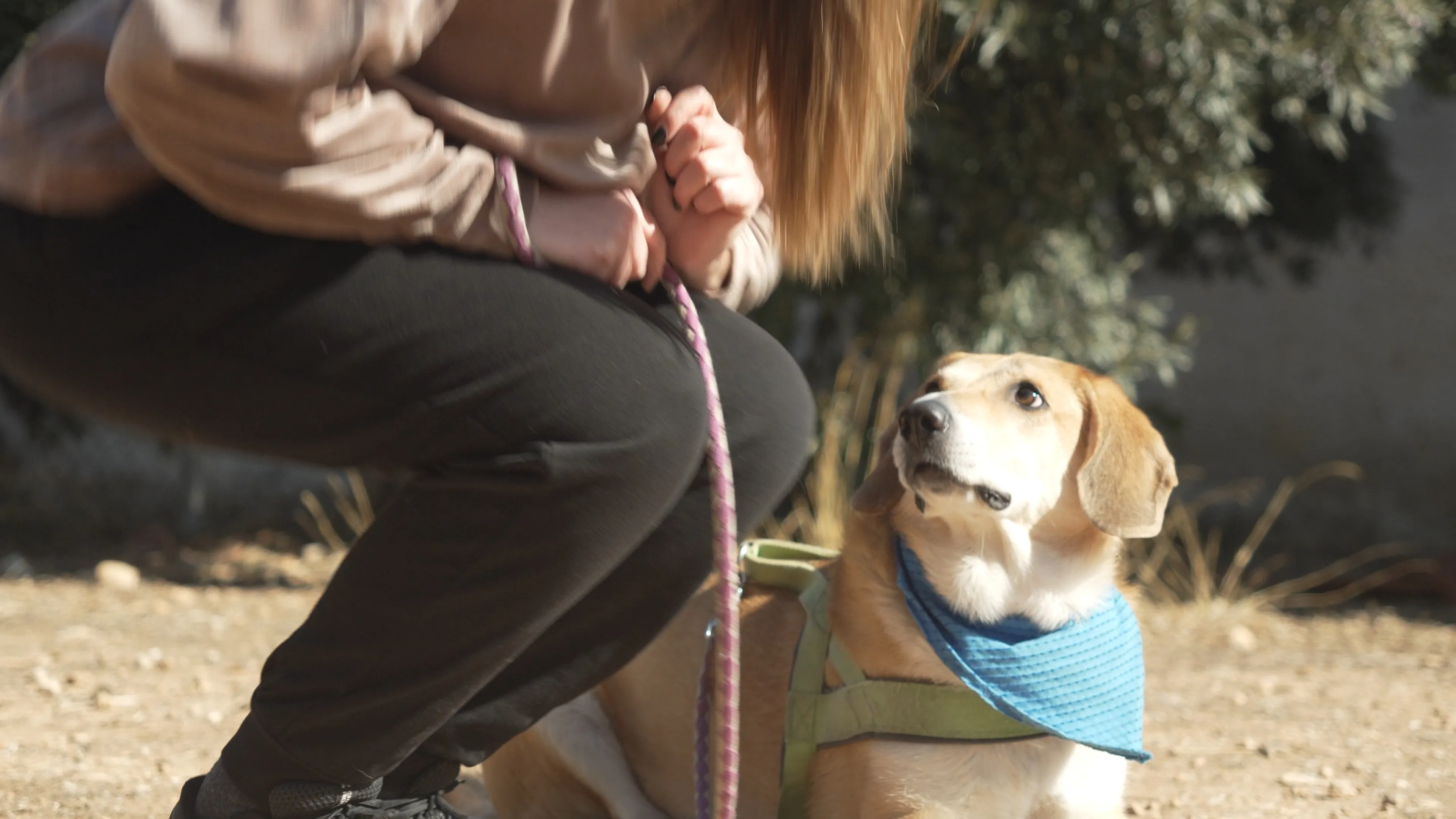 Φωτογραφία σκύλου 14
