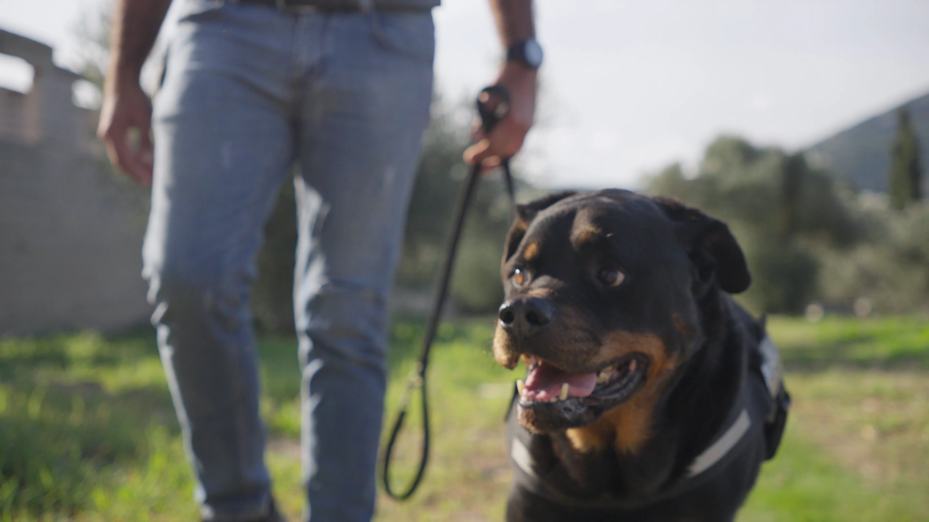 Φωτογραφία σκύλου 5